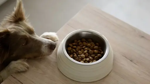 Cómo elegir el alimento ideal para perros y gatos: aspectos que vale la pena considerar