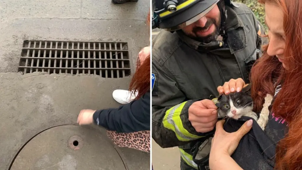 Gatito es rescatado desde alcaltarillado por bomberos de Mulchén, La Tribuna