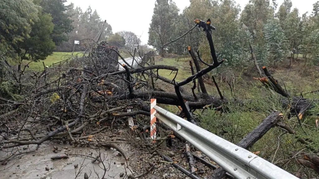 Caída de árbol obliga al cierre del camino en Renaico por daños en puente, Municipal