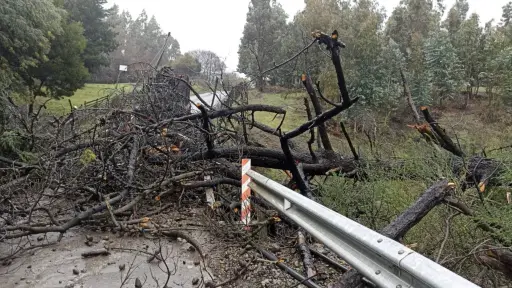 Caída de árbol obliga al cierre del camino en Renaico por daños en puente