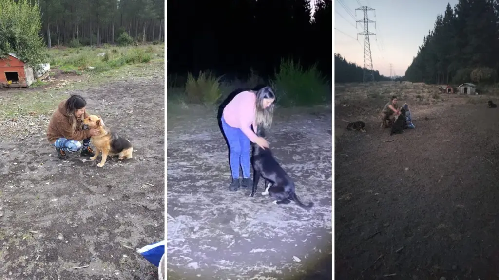 Cada miércoles recorre sectores apartados de Los Ángeles: la historia de Marina y su cruzada por los animales abandonados, La Tribuna