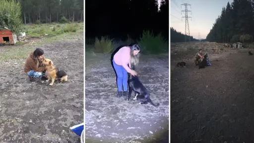 Cada miércoles recorre sectores apartados de Los Ángeles: la historia de Marina y su cruzada por los animales abandonados