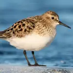 Playero de Baird, Aves de Chile