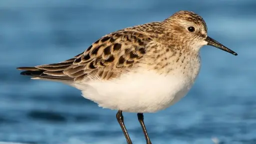 Playero de Baird: El ave migratoria que viaja desde Alaska hasta Santa Bárbara