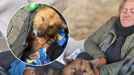 Mujer recorre calles de Los Ángeles vendiendo parches curita para alimentar a sus 13 perros