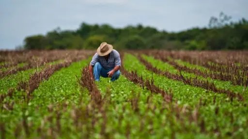 Radiografía del agro chileno 2026-2027: los desafíos que marcarán la temporada
