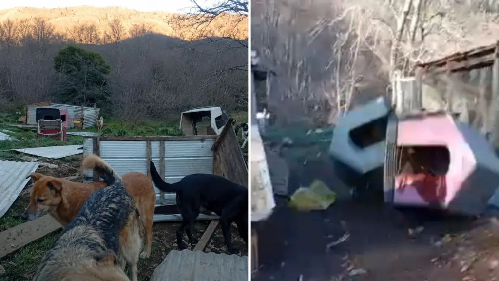 Viento Puelche destruyó refugio animal: piden apoyo para volver a levantarlo, La Tribuna