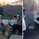 Viento Puelche destruyó refugio animal: piden apoyo para volver a levantarlo, La Tribuna