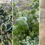 Los Ángeles y Mulchén marcaron las temperaturas más bajas del año este viernes, La Tribuna