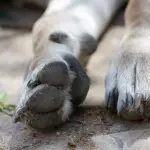Los animales estaban en buen estado de salud y las autoridades investigan quién los dejó en el lugar., contexto