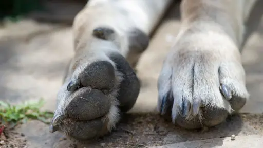Investigan abandono de tres perros hallados dentro de un vehículo en pleno centro de Santiago.