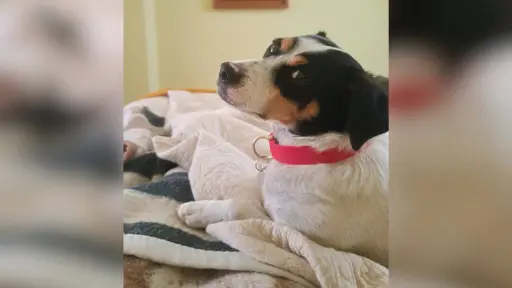 Microchip o tatuaje serán obligatorios para el ingreso de perros y gatos a Chile desde el 27 de julio