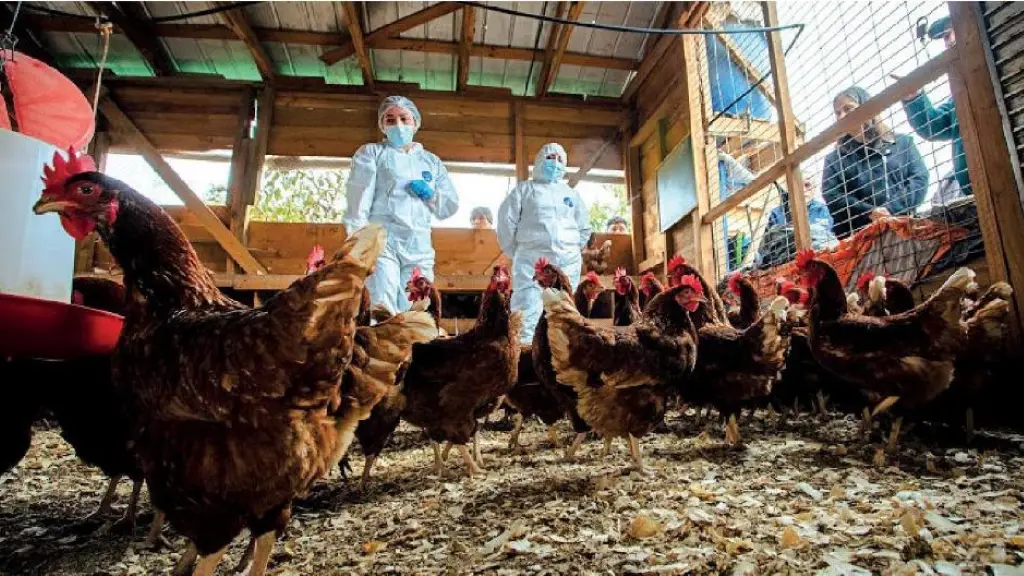La toma de muestras en criaderos de traspatio en la provincia de Biobío es parte de las acciones de vigilancia para levantar la cuarentena por influenza aviar., Chilehuevos