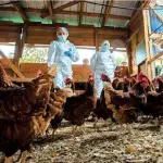 La toma de muestras en criaderos de traspatio en la provincia de Biobío es parte de las acciones de vigilancia para levantar la cuarentena por influenza aviar., Chilehuevos