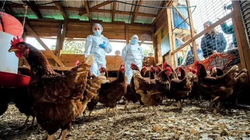 Influenza aviar: Chilehuevos crea fondo de .000 millones y Biobío se acerca al fin de las cuarentenas