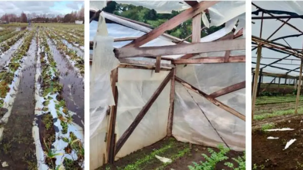 Un total de 247 casos de afectaciones agrícolas en la Región del Biobío, evidencian daños en infraestructura productiva, voladuras de techumbres, perjuicios en material de polietileno y anegamientos en predios rurales.