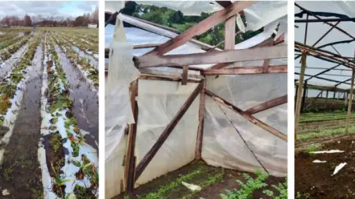 Catastro de INDAP eleva a 247 las afectaciones agrícolas en Biobío por sistema frontal
