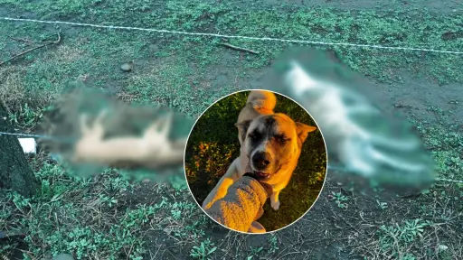 Tenían marcas en el cuello y sus bocas rotas: Dos perritas fueron halladas muertas en un camino rural del Laja