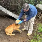 Perro rescatado en Gorbea, PDI Araucanía