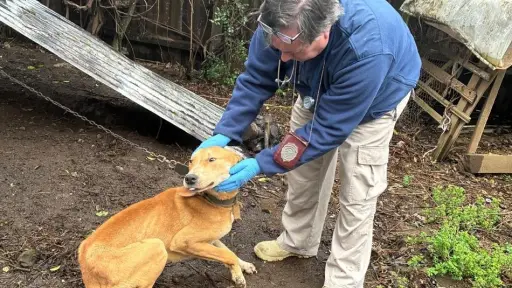 Investigan caso de maltrato animal tras rescate de perro en estado de desnutrición severa en Gorbea