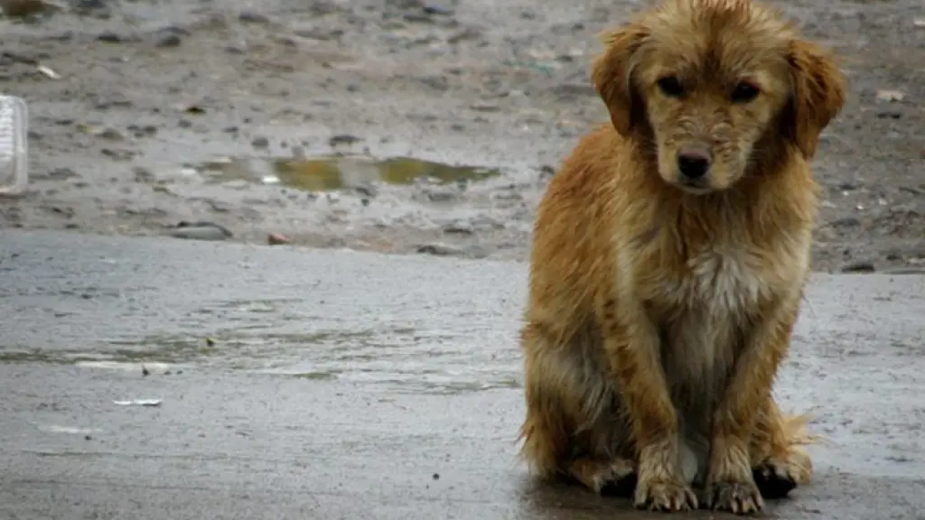 Por cada 2,4 perros con famlia, hay uno sin dueño: ¿Por qué se conmemora el Día Internacional del Perro Callejero?, La Tribuna