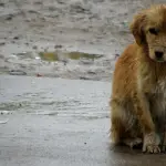 \'Por cada 2,4 perros con famlia, hay uno sin dueño\': ¿Por qué se conmemora el Día Internacional del Perro Callejero?, La Tribuna