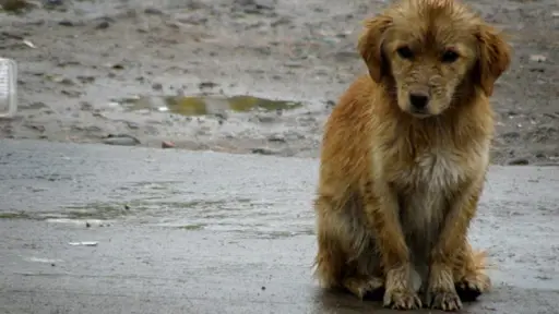Por cada 2,4 perros con famlia, hay uno sin dueño: ¿Por qué se conmemora el Día Internacional del Perro Callejero?