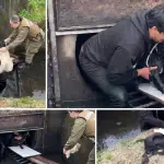 Una persona ingresó a la tubería y logró sacar al perro durante el operativo de rescate., Capturas
