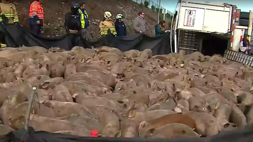 Camión que transportaba cerca de 400 cerdos volcó en Talagante, Tu día