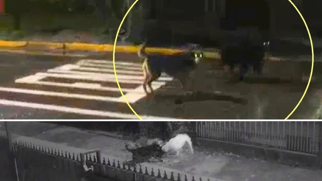 Los animales permanecen habitualmente en las inmediaciones de las calles Talcahuano y Yumbel, según relatan vecinos del sector., Capturas