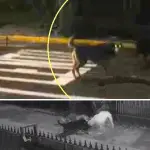 Los animales permanecen habitualmente en las inmediaciones de las calles Talcahuano y Yumbel, según relatan vecinos del sector., Capturas