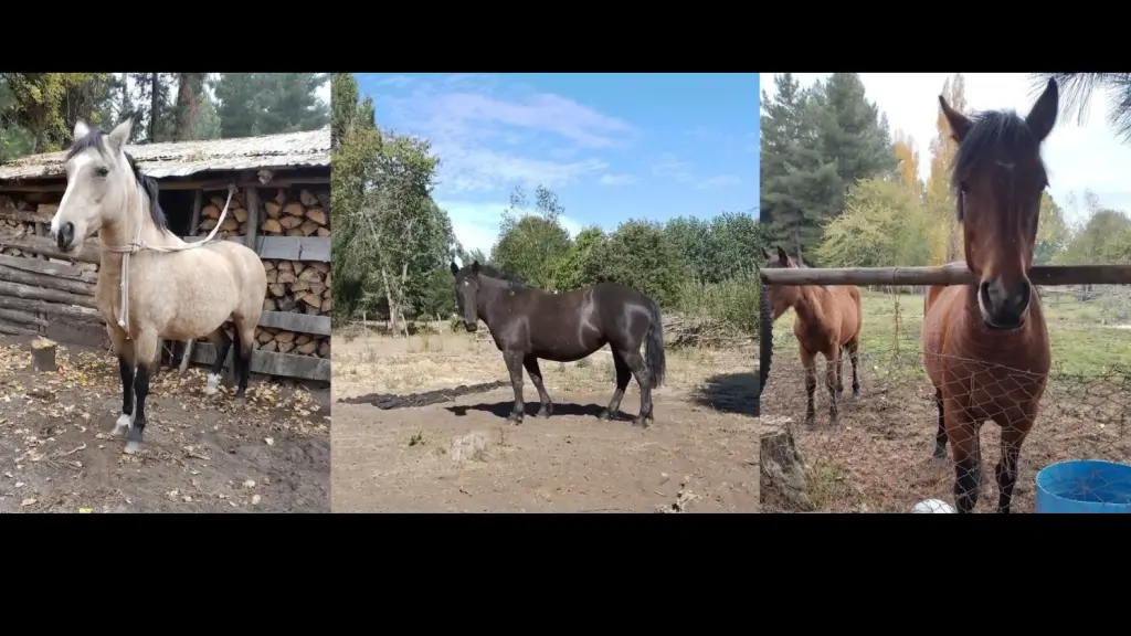 Caballos recuperados en Quilleco, Cedidas 