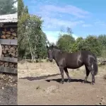 Caballos recuperados en Quilleco, Cedidas 
