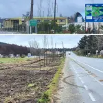 Las especies habían sido incorporadas recientemente como parte de una intervención en el principal ingreso a la comuna., Municipalidad de Laja