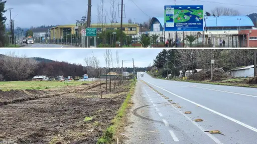 Lamentable: denuncian robo de árboles recién plantados en acceso a Laja