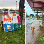 \'Ellos también sienten\': Motoristas construyeron refugios para perros callejeros durante el sistema frontal en Los Ángeles, La Tribuna