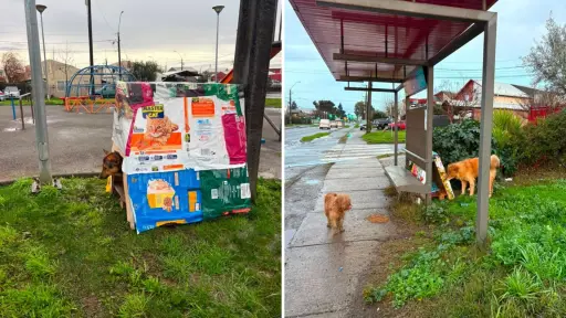 Ellos también sienten: Motoristas de Los Ángeles construyeron refugios para perros callejeros durante el sistema frontal