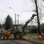 Acciones preventivas: Mulchén corta árboles en Ruta de la Madera ante el mal tiempo, Municipal