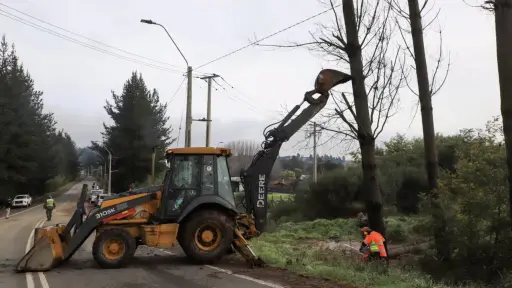 Acciones preventivas: Mulchén corta árboles en Ruta de la Madera ante el sistema frontal 