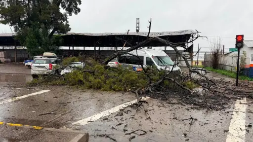 Árbol cayó sobre furgón en Cabrero