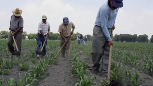 Día de las Campesinas y Campesinos: INDAP amplía plazo para seguros tras sistema frontal