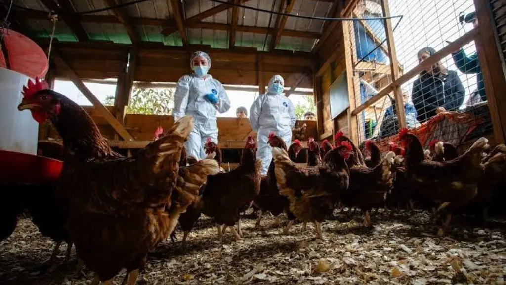 Las instalaciones productivas de huevos equipadas con ventilación adecuada y generadores eléctricos de respaldo garantizan el bienestar animal y mantienen el abastecimiento nacional ante emergencias climáticas.