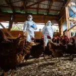 Las instalaciones productivas de huevos equipadas con ventilación adecuada y generadores eléctricos de respaldo garantizan el bienestar animal y mantienen el abastecimiento nacional ante emergencias climáticas.
