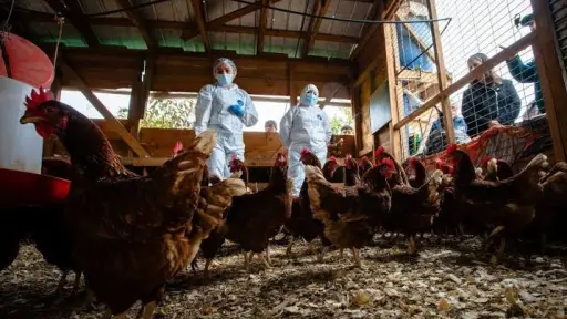 El desafío del nuevo presidente de Chilehuevos: fortalecer la industria y proteger la sanidad nacional