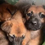 La campaña busca reunir alimento y aportes económicos para apoyar a perros en situación de abandono (contexto)., @protectora_de_los_angeles