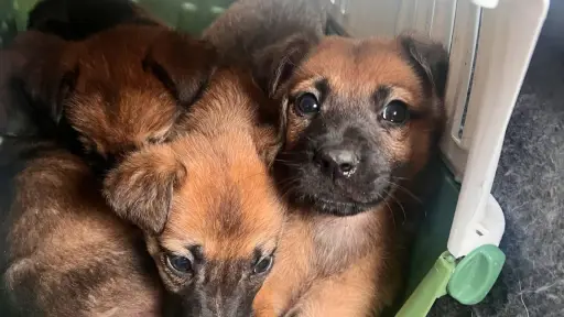 Inician campaña Kilo por kilo para ayudar a perros abandonados de Quilleco