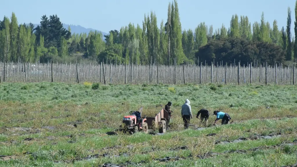Día del campesino, Archivo La Tribuna