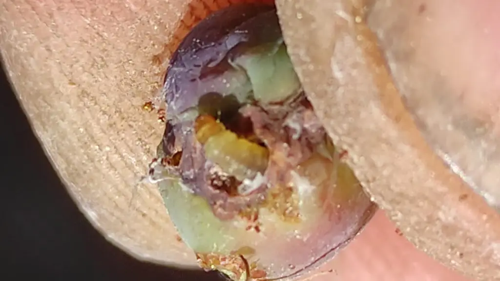 La instalación de confusores sexuales contra la polilla de la vid (Lobesia botrana) busca resguardar la sanidad vegetal de vid y arándanos.