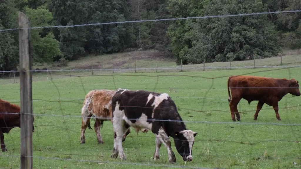 Robo de animales y abigeato, Archivo La Tribuna