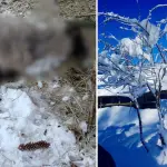 \'Los animales se están muriendo\': Vecinos de Alto Biobío relatan las consecuencias de la acumulación de nieve , La Tribuna
